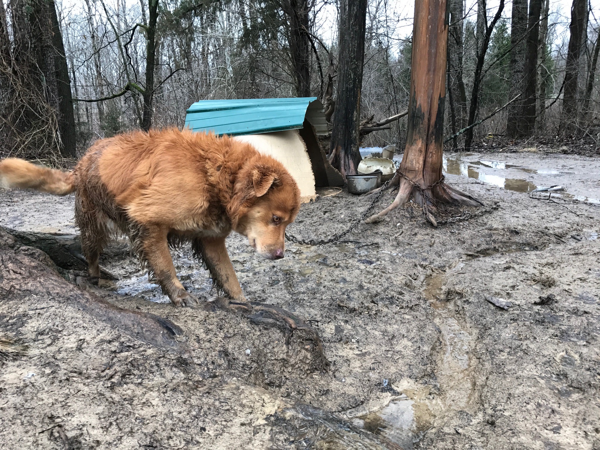 Volunteers Rescue Chained Dogs During Flooding Danger | Wltx.com